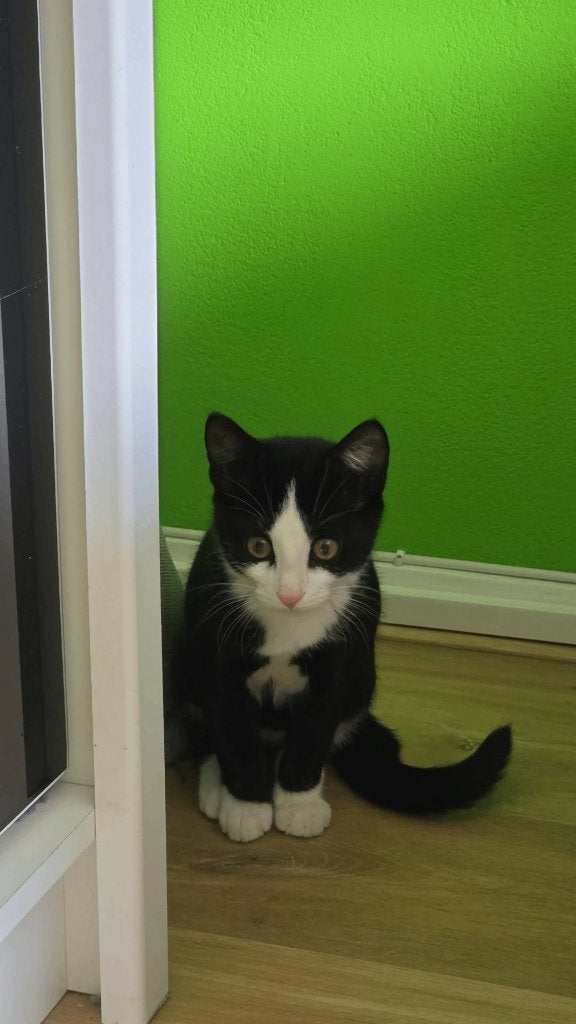 Nico zoekt een thuis, Dieren en Toebehoren, Katten en Kittens | Overige Katten, Kater, 0 tot 2 jaar