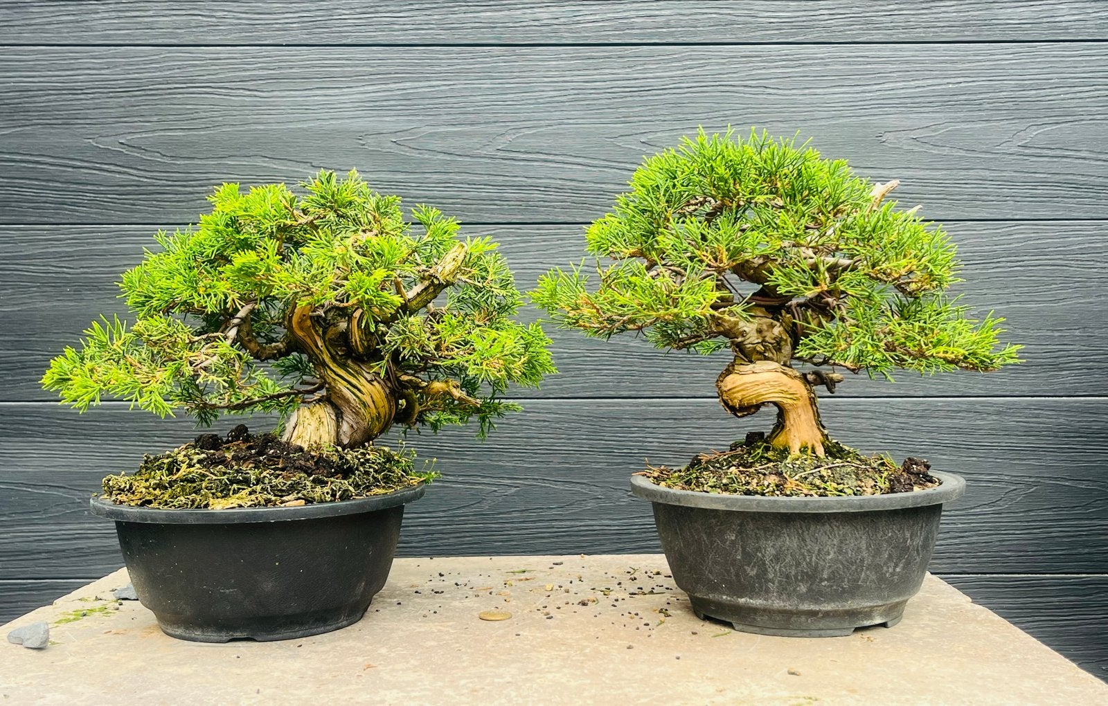 Twee Shohin Juniper Bonsai boompjes -, Overige soorten, Volle zon, Vaste plant, Verzenden