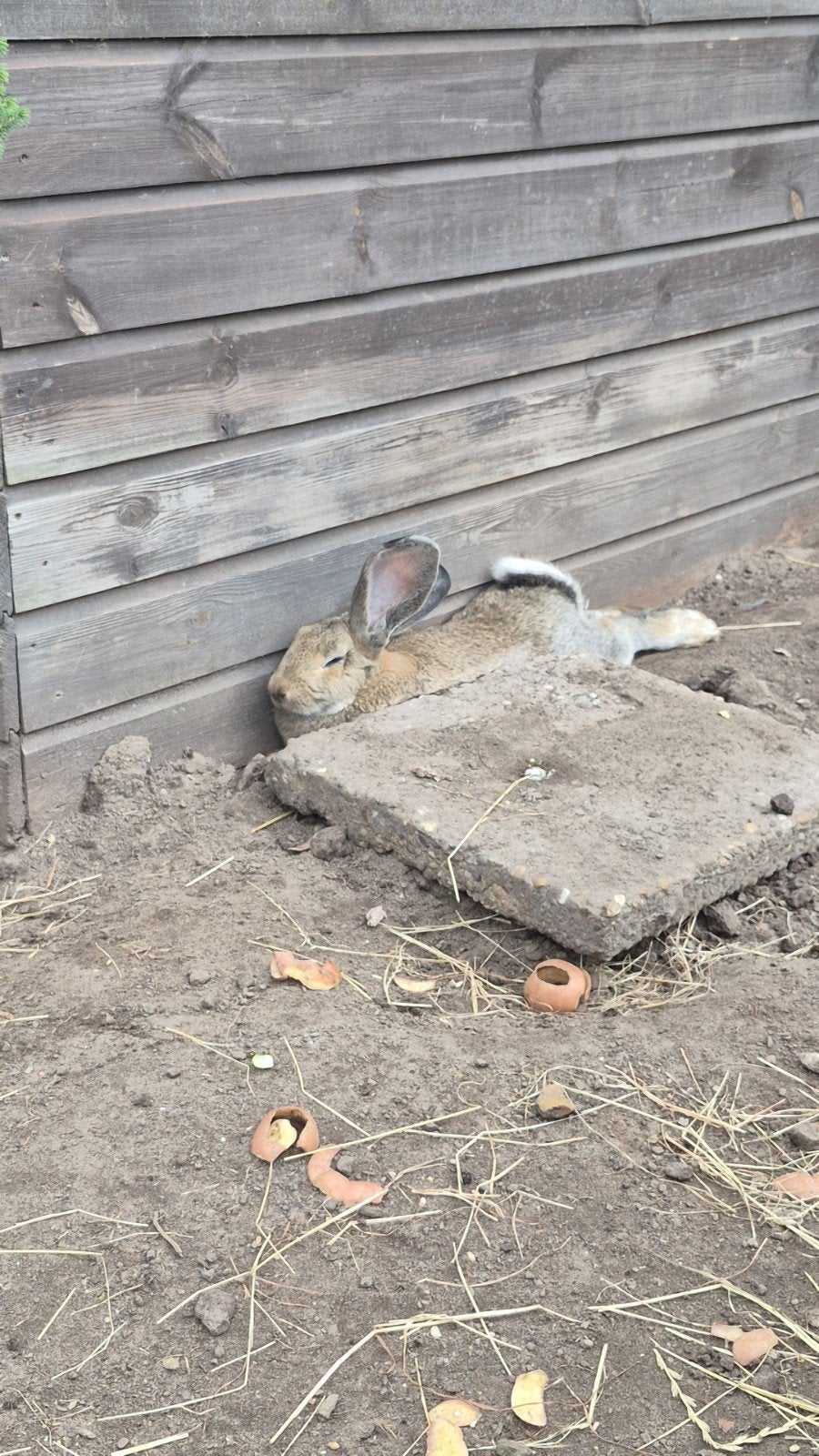 Vlaamse reus, Dieren en Toebehoren, Mannelijk, Groot