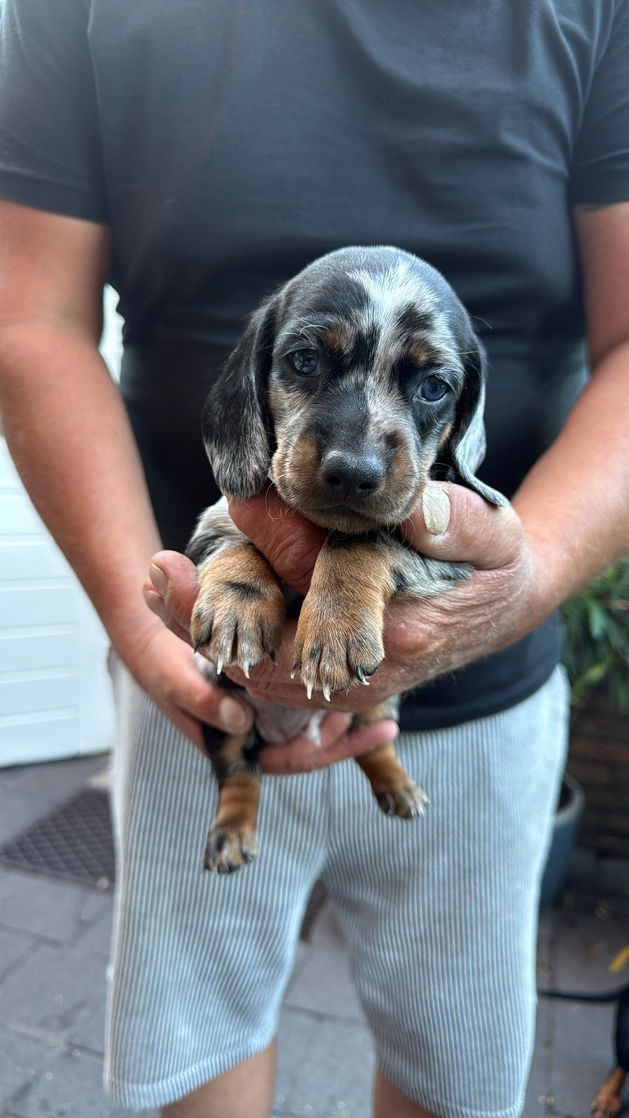 Dwerg teckel pups, Parvo, 8 tot 15 weken, Korthaar, Dwerg