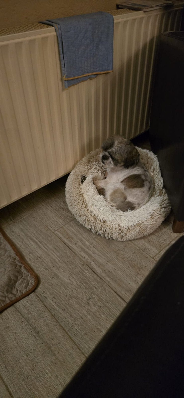 Heel lief shihtzu reutje (gecastereerd), Dieren en Toebehoren, Parvo, 1 tot 2 jaar, Eén hond, Nederland