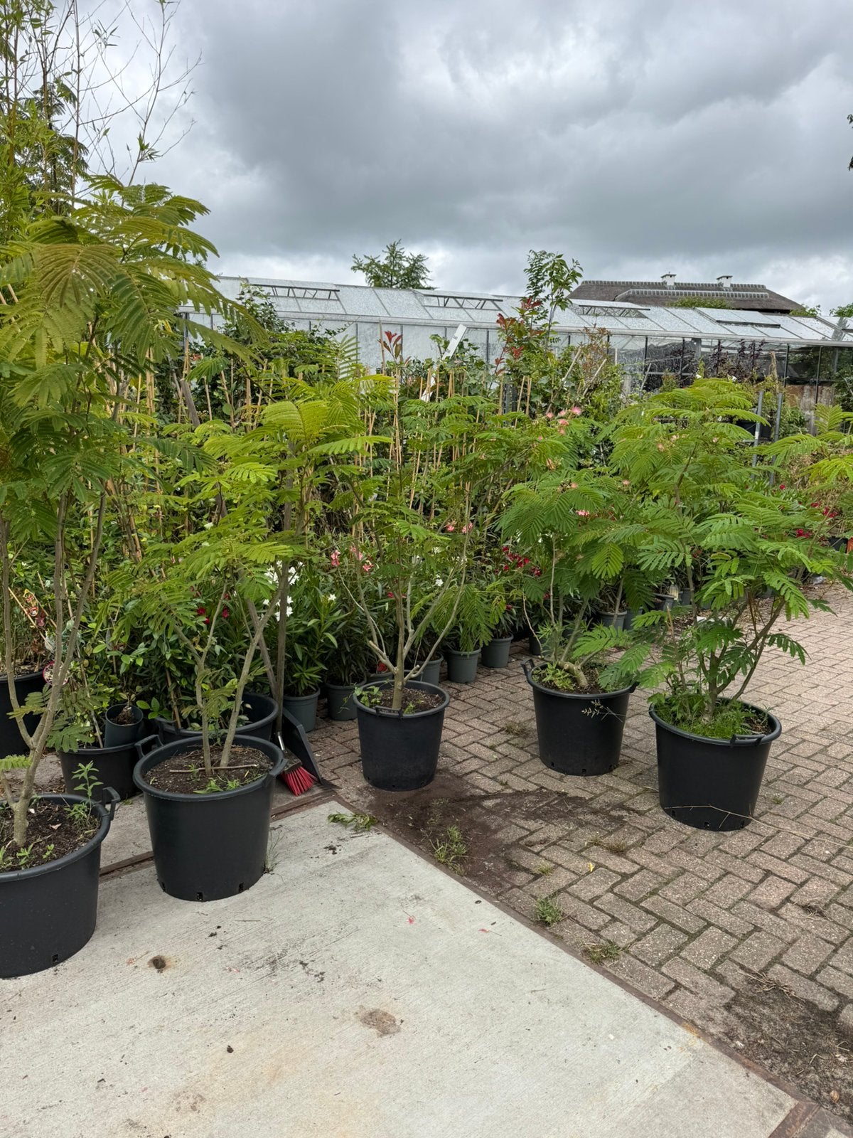 Slaapbomen meerstammig extra aanbieding kan gewoon niet39,95, Volle zon, Vaste plant, Zomer, Ophalen