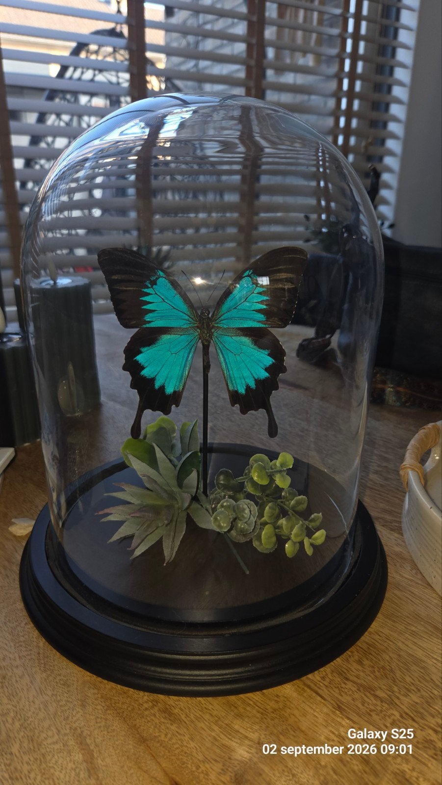 vlinder in stolp, Ophalen of Verzenden, Zo goed als nieuw, Insect, Opgezet dier