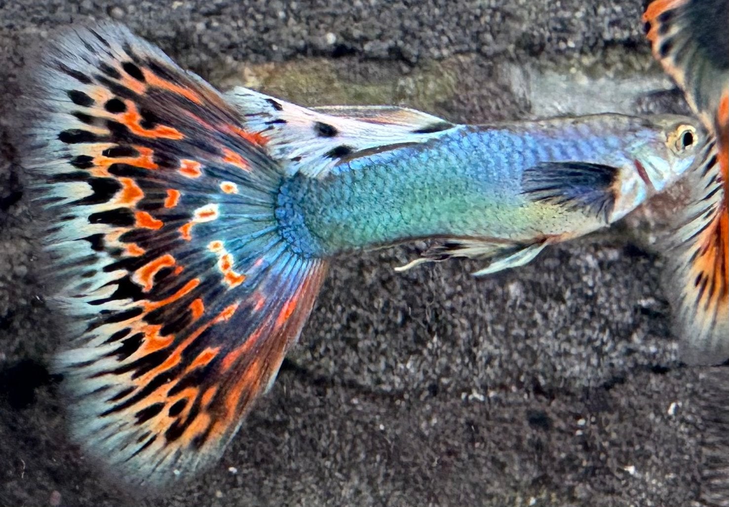 ***Singa Platinum Red Mosaic guppen***, Dieren en Toebehoren, Vissen | Aquariumvissen, Vis, Zoetwatervis, Schoolvis