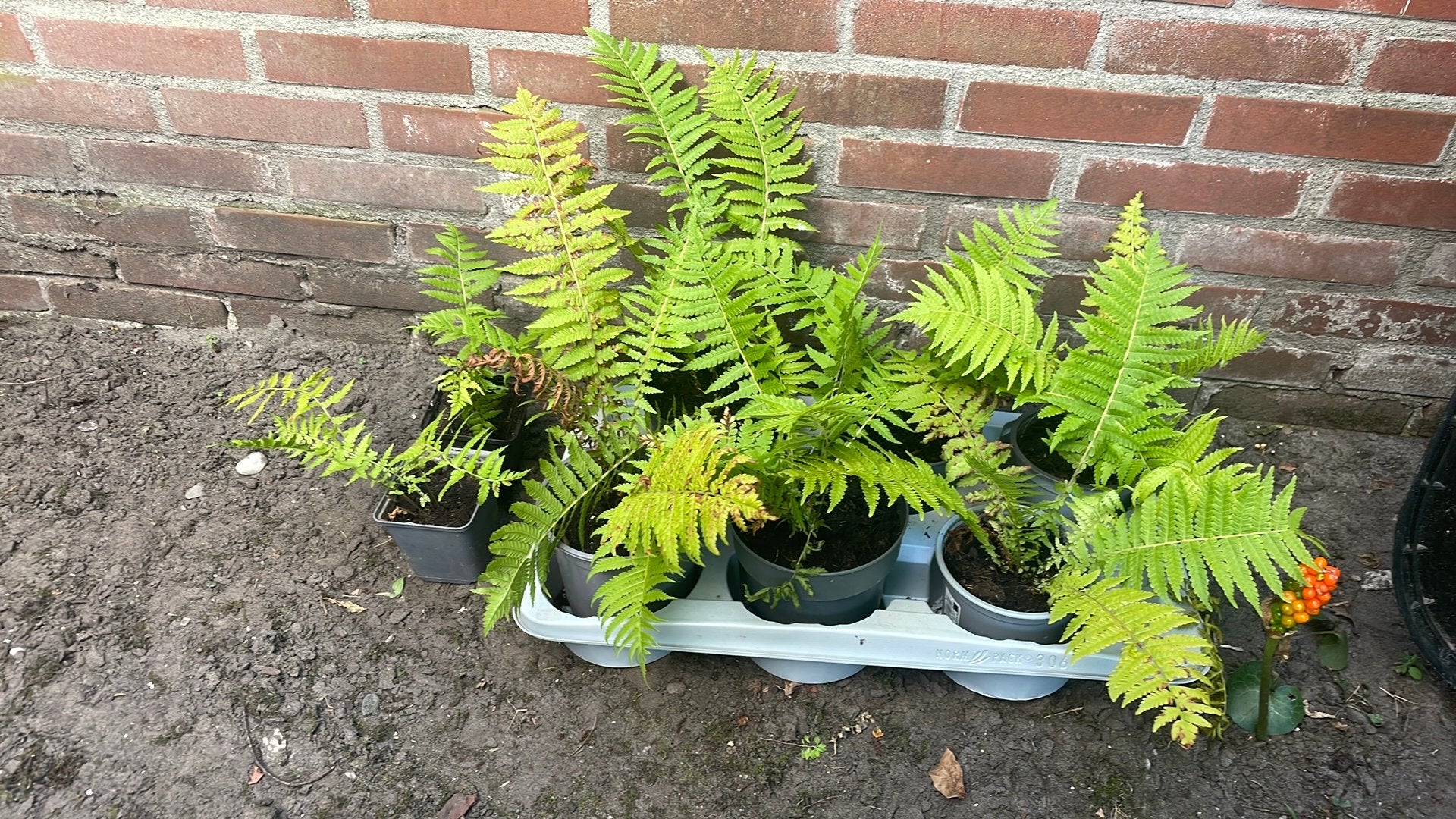 Varens, tuinvarens, lichtgroen, 8 voor 12,50, Tuin en Terras, Planten | Tuinplanten, Ophalen, Bloeit niet, Overige soorten, Halfschaduw