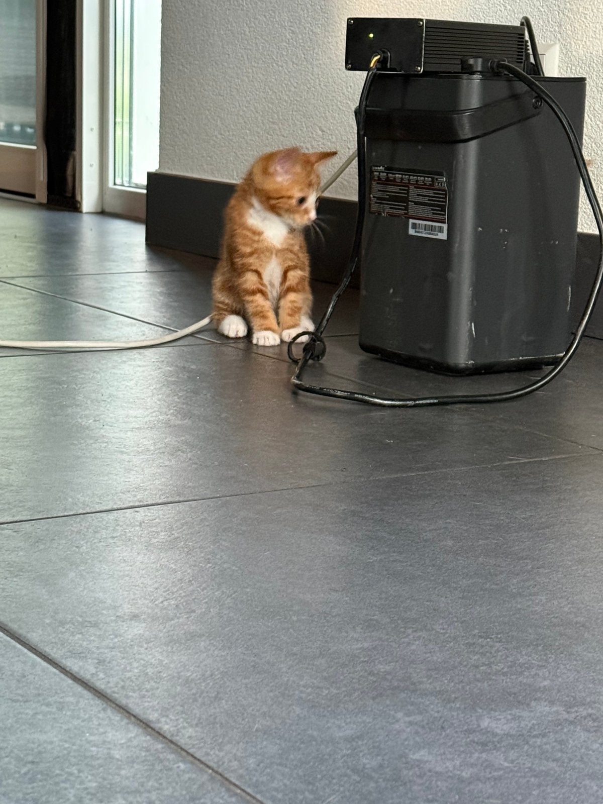 Rode kittens 1 poesje en 1 kater  nog beschikbaar!, Meerdere dieren, Kortharig, 0 tot 2 jaar
