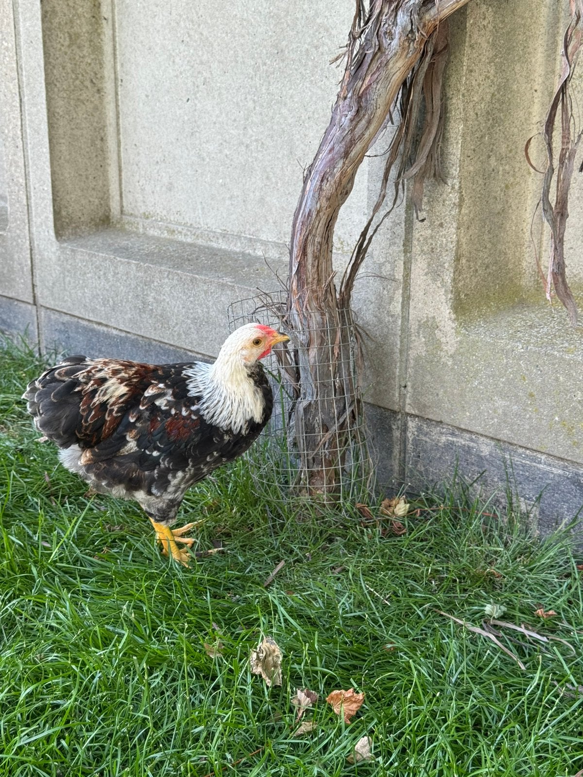 Wyandotte kriel hanen, Dieren en Toebehoren, Pluimvee, Mannelijk, Kip