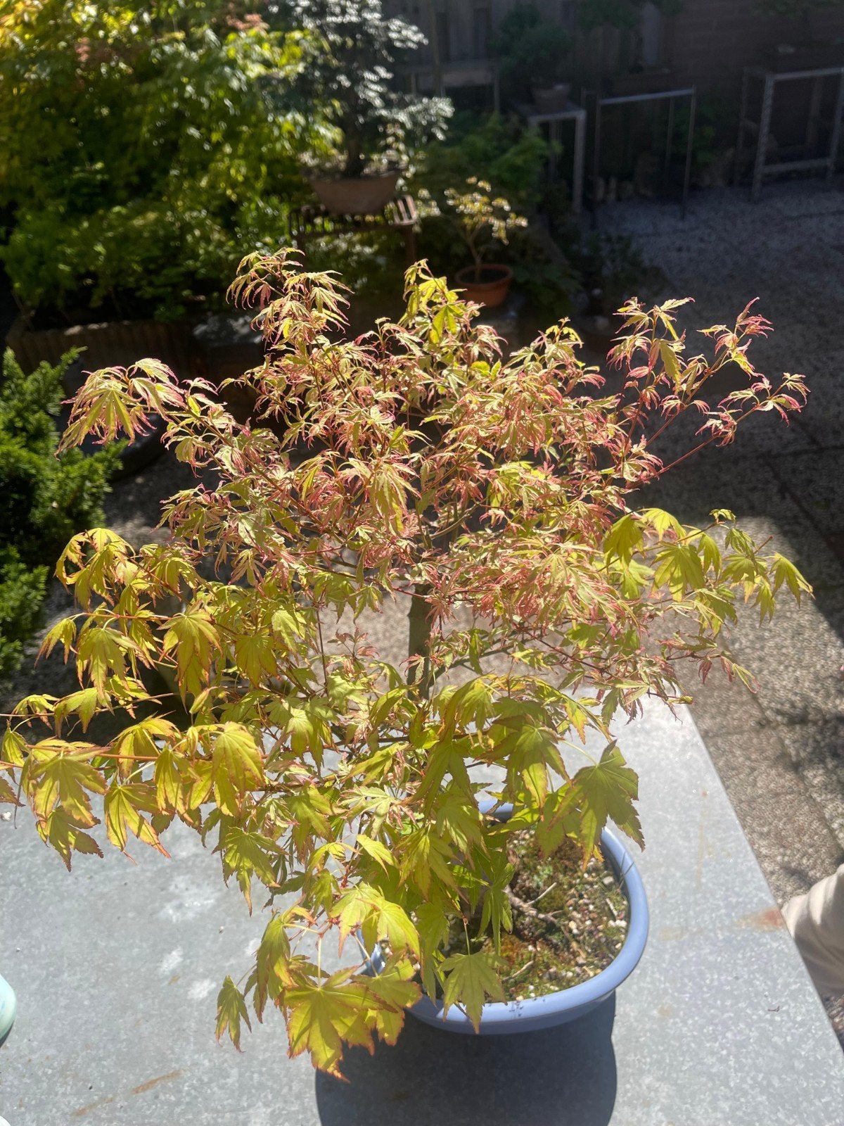Japanse Esdoorn Bonsai - Acer Palmatum, Tuin en Terras, Planten | Tuinplanten, Ophalen
