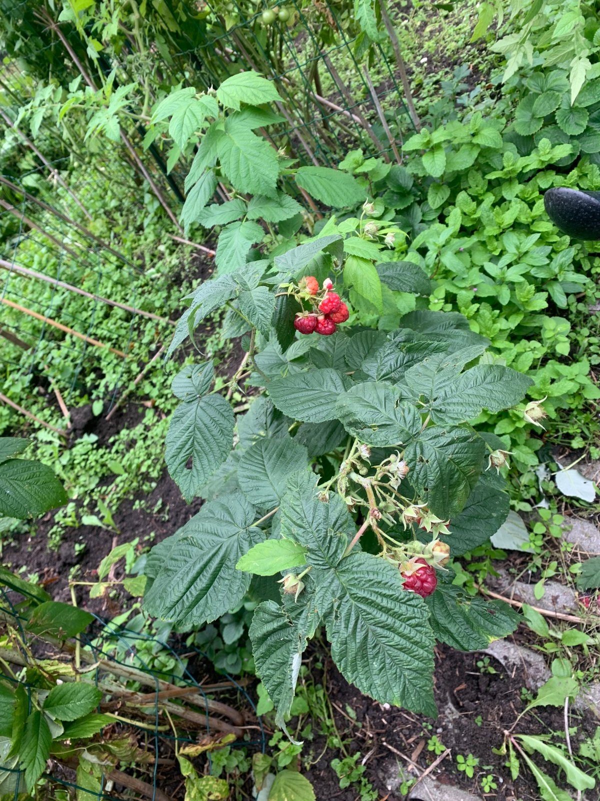 Frambozen plant, Tuin en Terras, Ophalen of Verzenden, Overige soorten, Volle zon