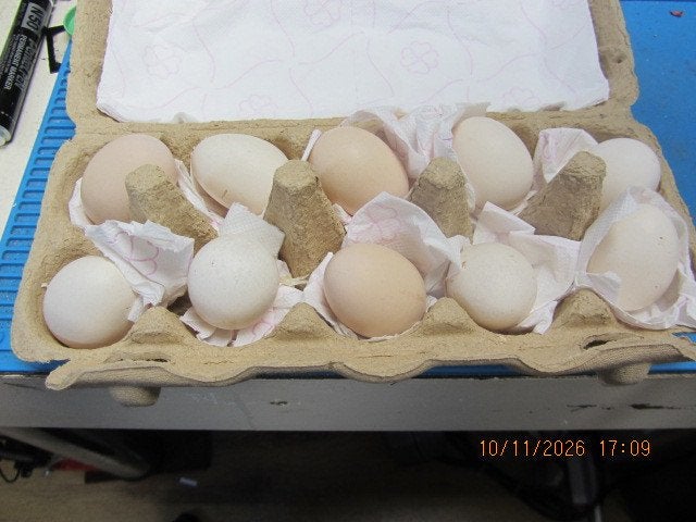 Ayam Serama broedeitjes, Geslacht onbekend, Kip