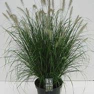 Pennisetum alop. Hameln (lampepoetsersgras) div.maten pot, Ophalen, Overige soorten, Halfschaduw