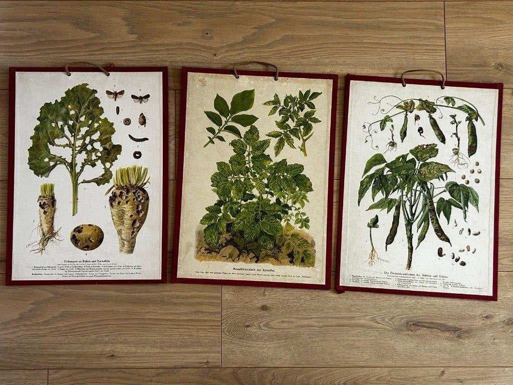 Serie platen met gewassen, Ophalen of Verzenden, Natuur en Biologie