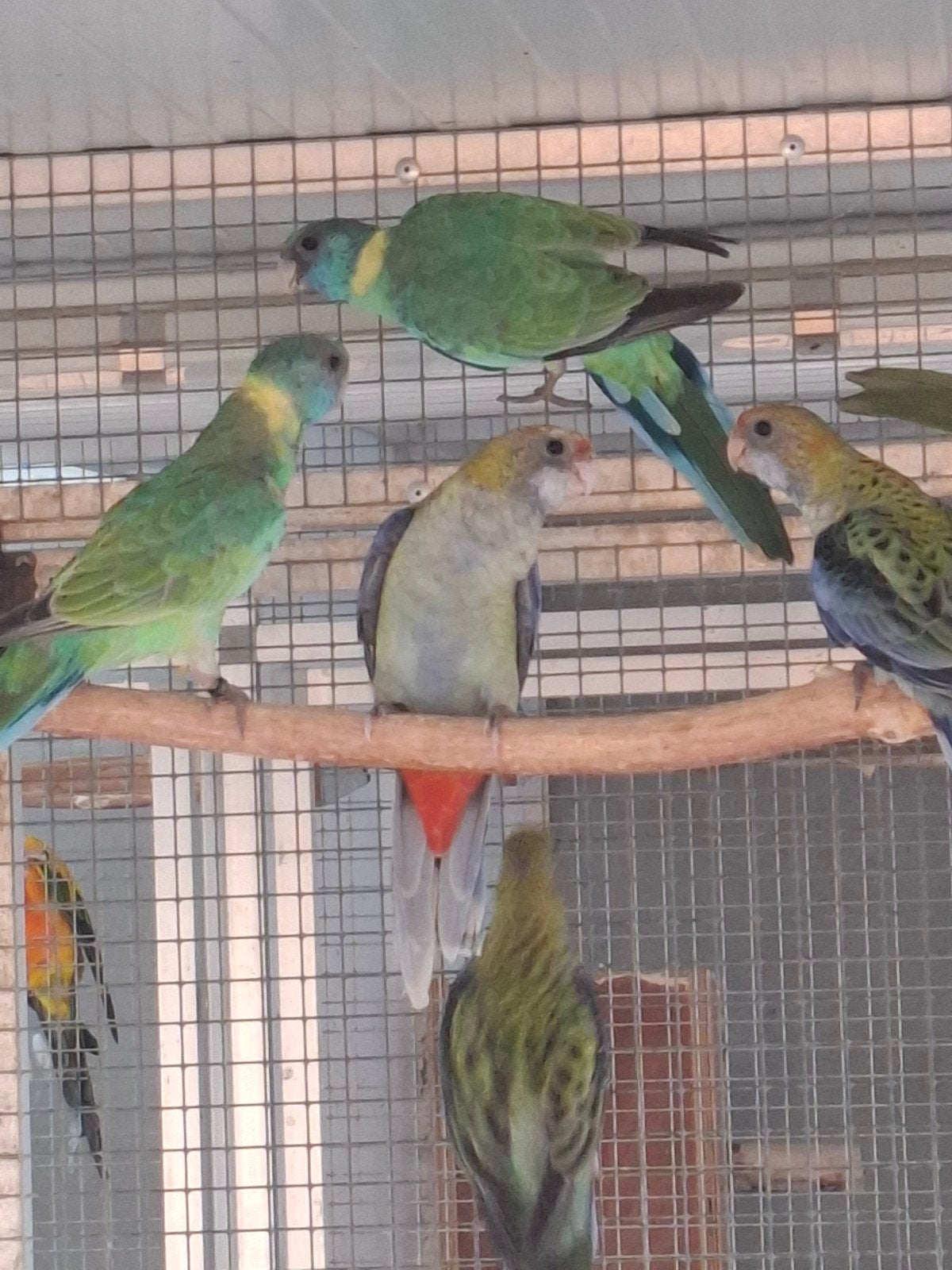 koppel cloncurryparkiet, Dieren en Toebehoren, Vogels | Parkieten en Papegaaien, Meerdere dieren, Parkiet