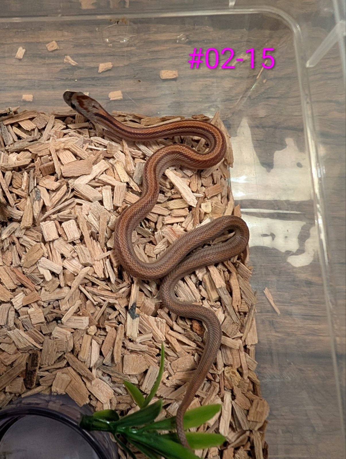 Jonge Diffused Mask rattenslangen Rat Snake photo 3