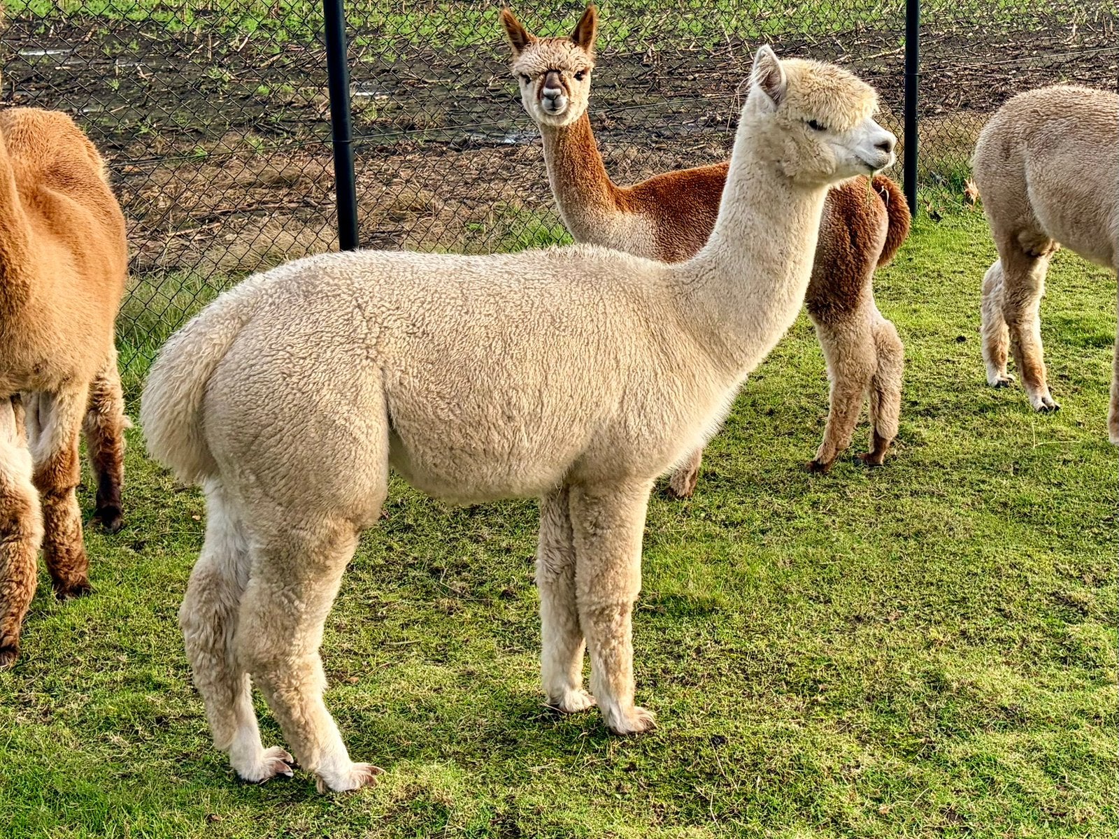 Alpaca merrie 2 jr, fokgeschikt, halstermak, Juli, Vrouwelijk
