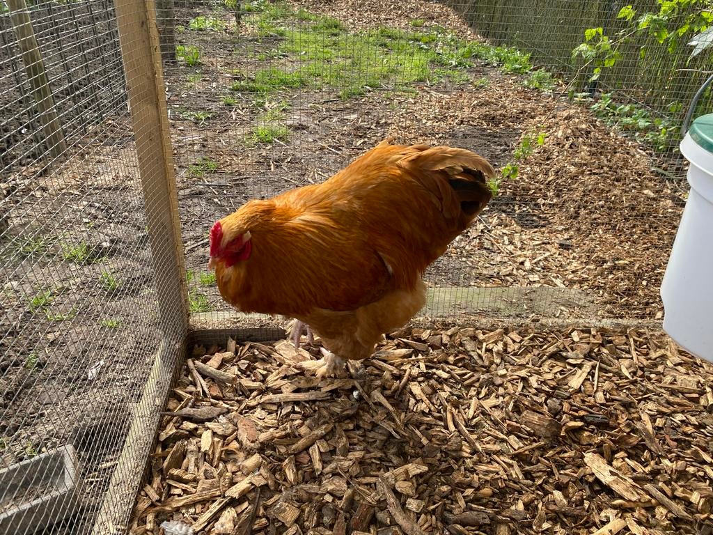 Mooie grote haan, Dieren en Toebehoren, Pluimvee, Mannelijk, Kip