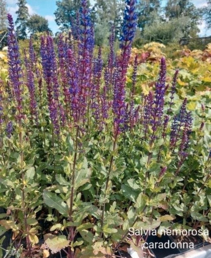 Verschillende soorten vaste planten zoals lavendel, salvia, Tuin en Terras, Ophalen, Vaste plant, Overige soorten, Volle zon