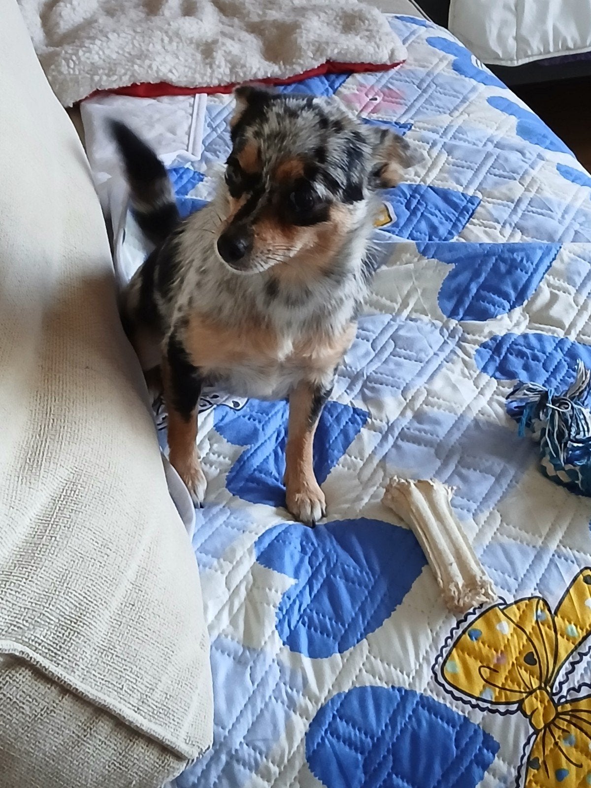pomchi klein hondje, Dieren en Toebehoren, CDV (hondenziekte), 1 tot 2 jaar, Teef, Eén hond