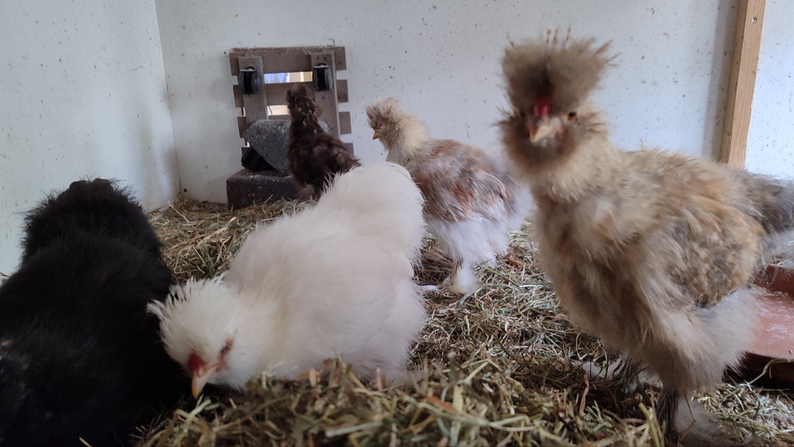 2 jonge zijdehoenders, Dieren en Toebehoren, Meerdere dieren, Kip