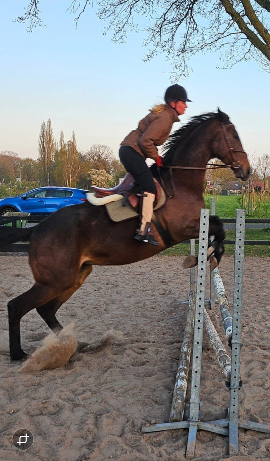 7 jarige Ruin Familie paard, Gechipt, Ruin, 7 tot 10 jaar, Recreatiepaard