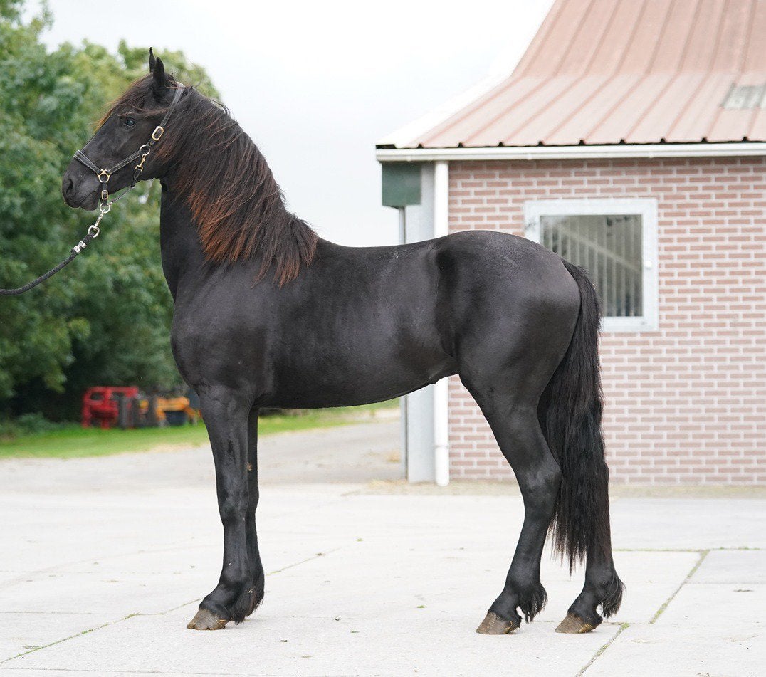 Grote, goed bewegende 2,5 jarige friese hengst, Dieren en Toebehoren, Hengst, 165 tot 170 cm, Met stamboom, 0 tot 2 jaar