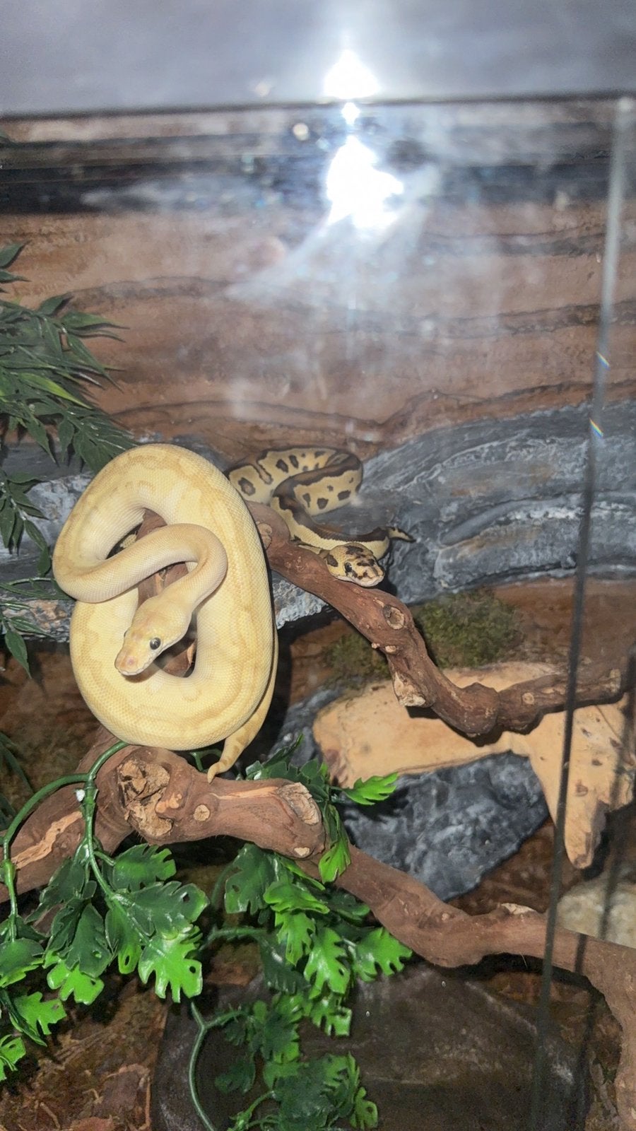 Ball pythons met terrariums