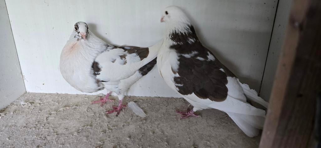 Haagse tilduiven (bruin bont), Meerdere dieren, Overige soorten