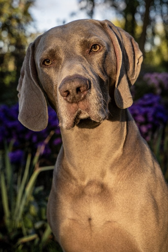 Weimaraner Dekreu, Haggis, Dieren en Toebehoren, 6 jaar of ouder, Reu, Eén hond, Nederland