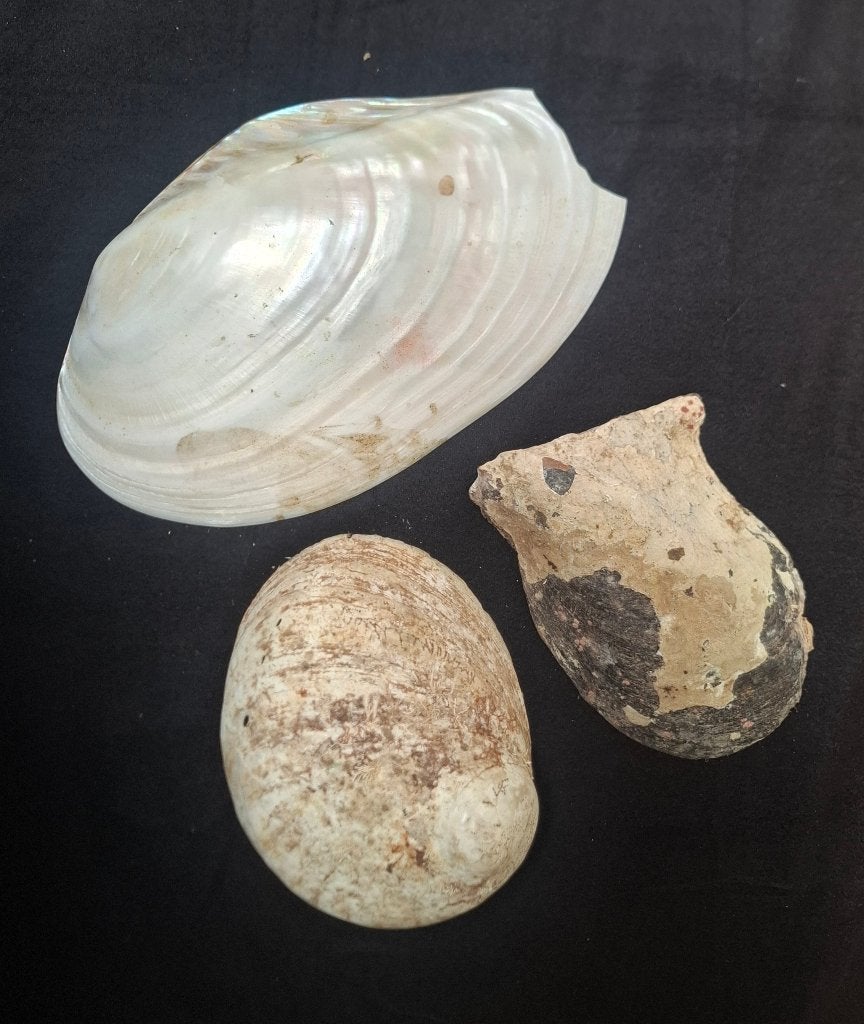 Abalone schelpen, parelmoer. 3 stuks, Ophalen of Verzenden, Schelp(en)