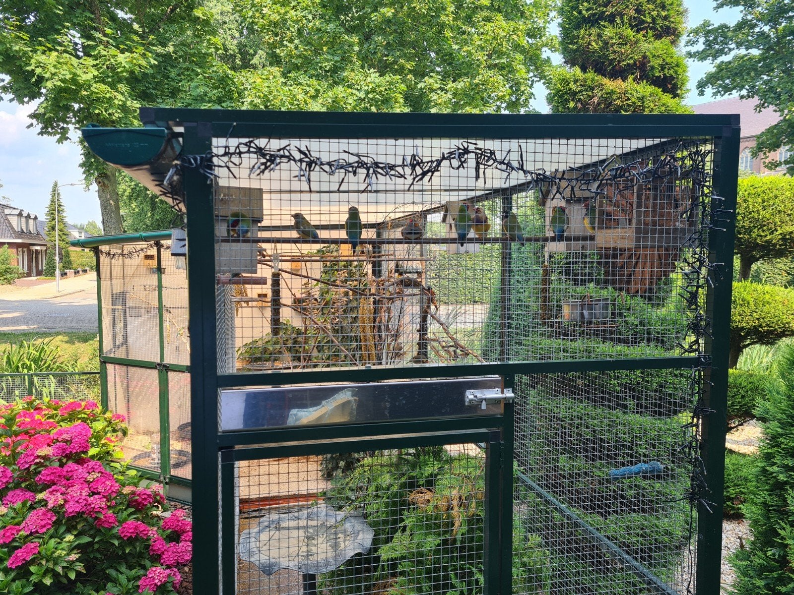 Roodkop fazantje., Dieren en Toebehoren, Vogels | Overige Vogels, Vrouwelijk