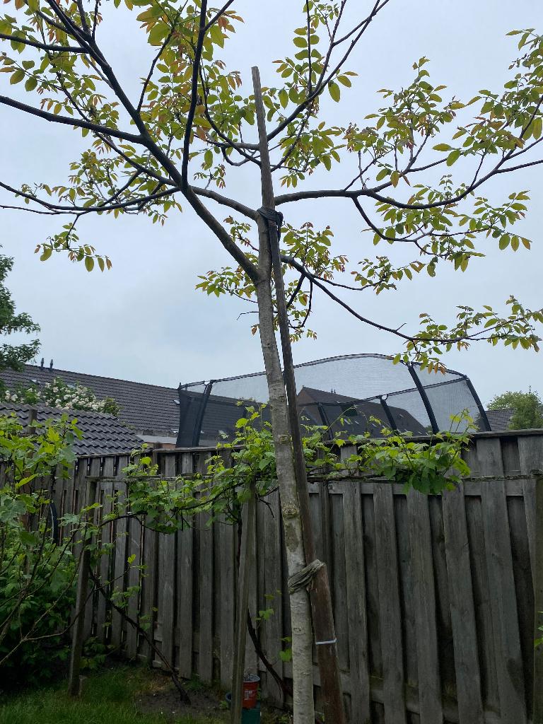 Walnotenboom, Tuin en Terras, Planten | Bomen, Herfst, Overige soorten, 250 tot 400 cm, Ophalen