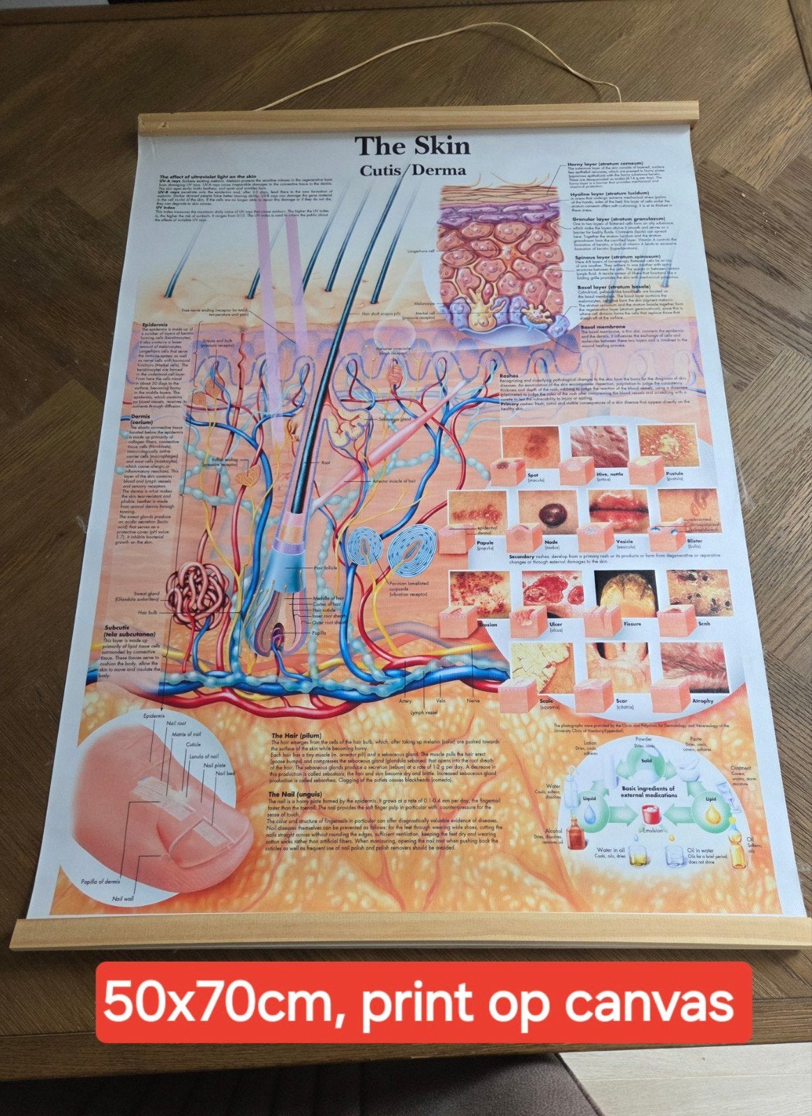 Anatomische poster 'The Skin' (50x70cm) op canvas, Ophalen of Verzenden, Zo goed als nieuw