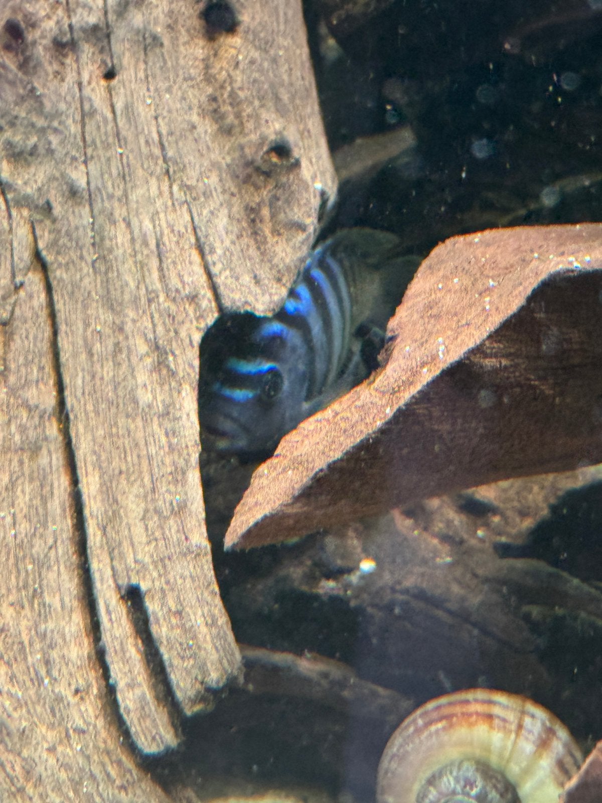 cichlide, Dieren en Toebehoren, Vissen | Aquaria en Toebehoren, Ophalen of Verzenden, Nieuw, Overige typen