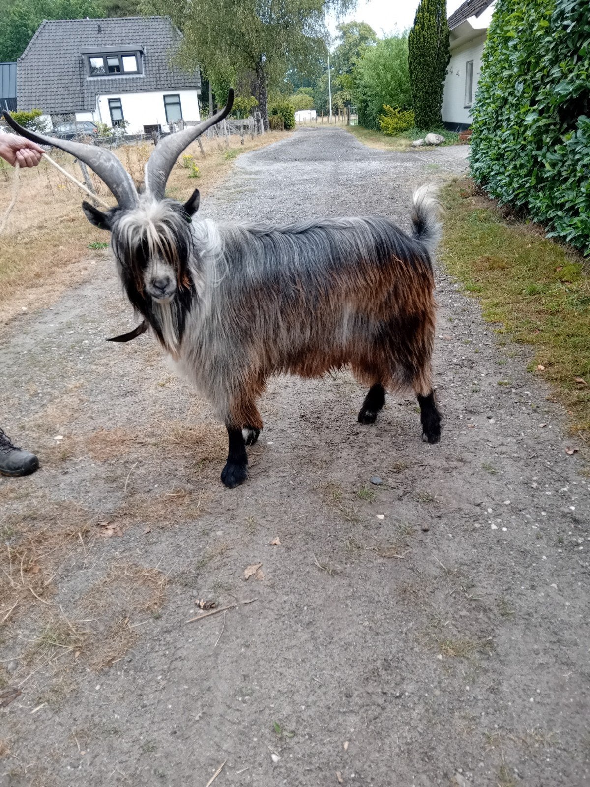 Nederlandse Landgeitbok, Dieren en Toebehoren, Mannelijk, Geit