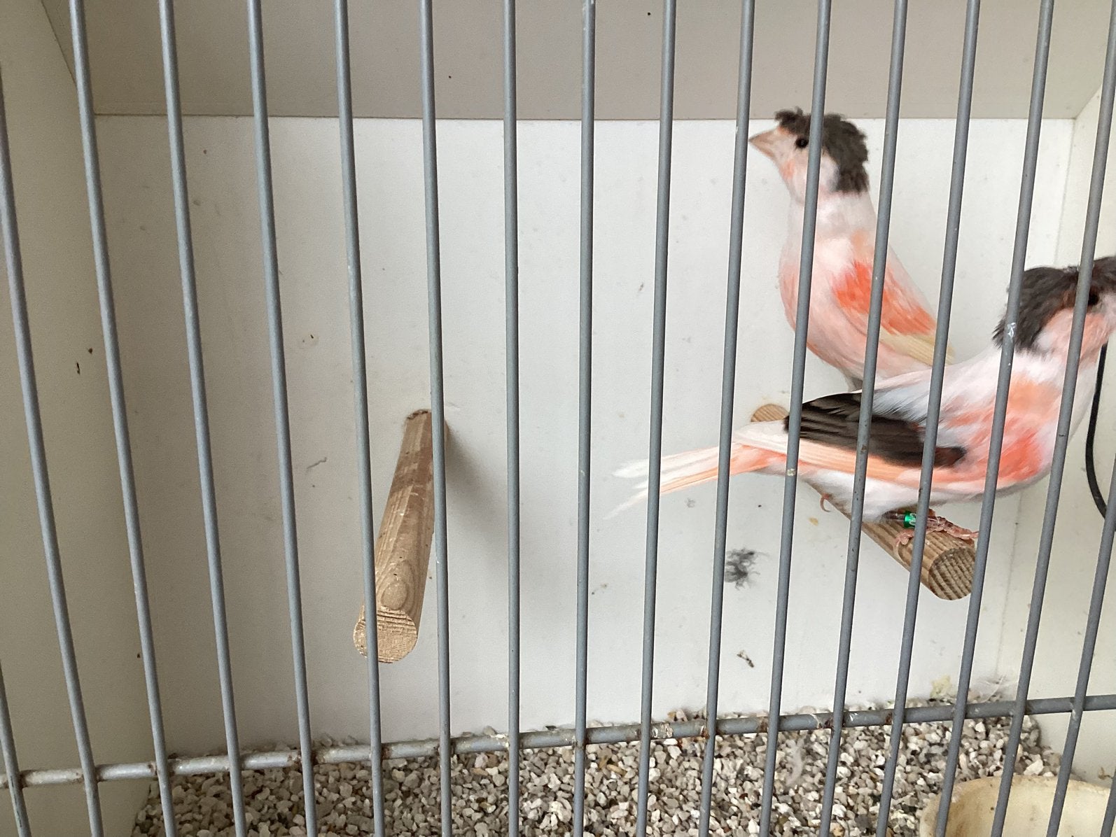 Te kooptwee harlekijn  poppen, Vrouwelijk, Kleurkanarie