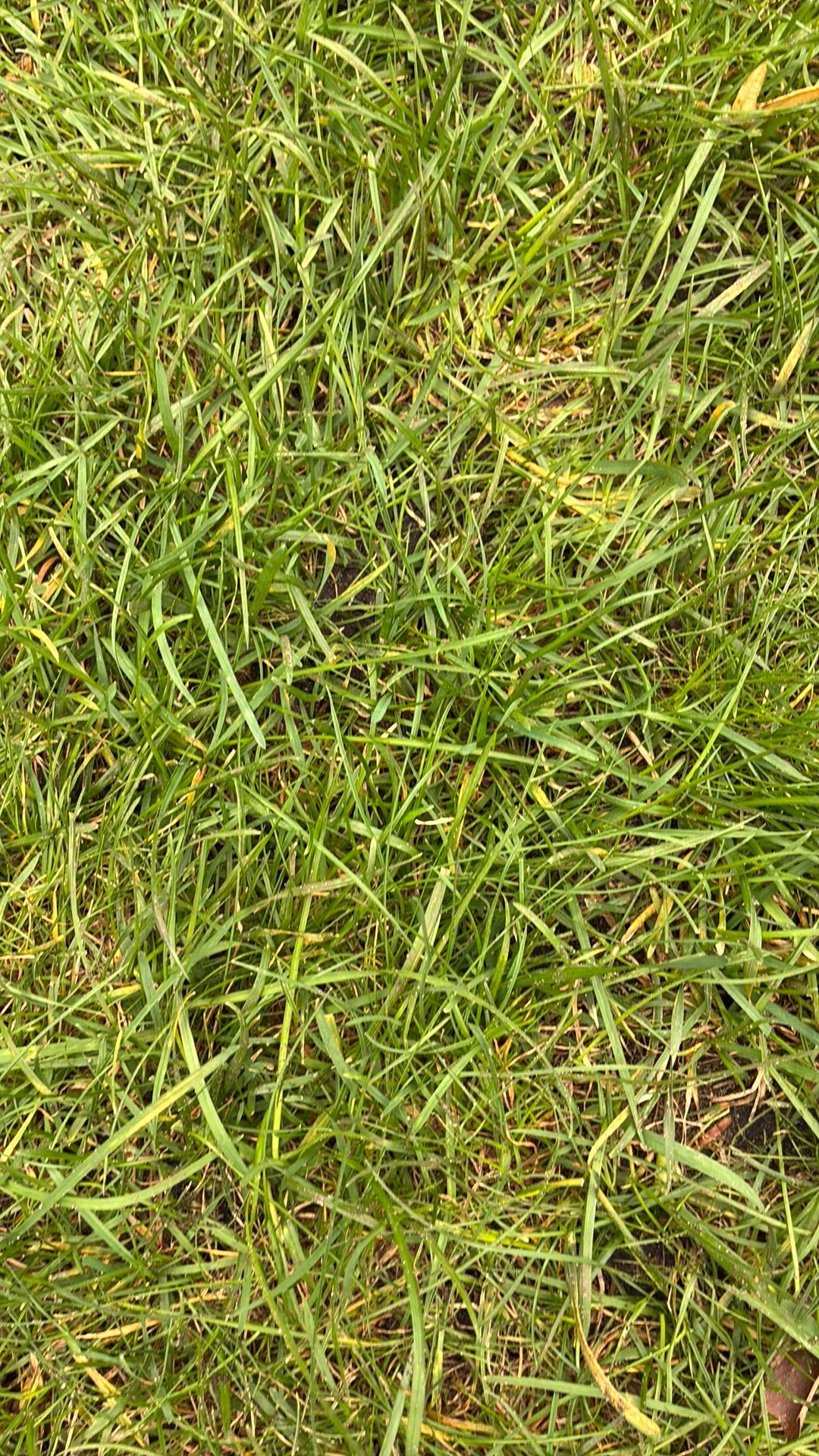 Afgestoken bio gras ongeveer 6 m2. Vandaag afgestoken, Tuin en Terras, Ophalen, Gebruikt, Minder dan 10 m², Gras