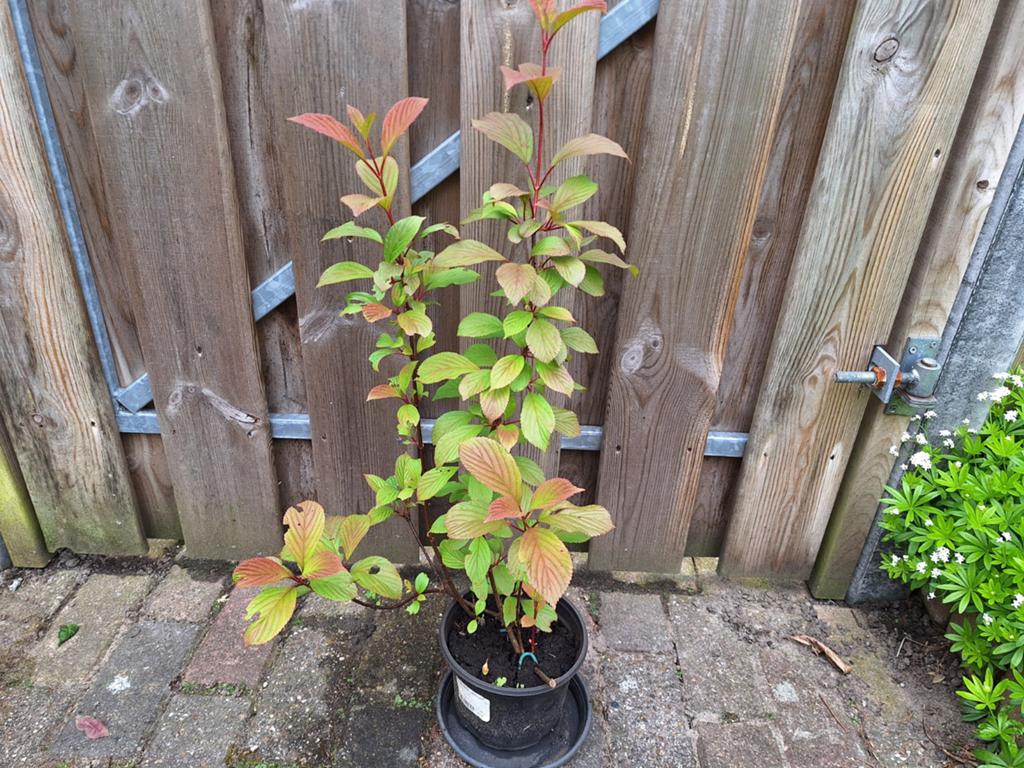 Verschillende tuinplanten uit hobbykweek., Ophalen, Overige soorten, Halfschaduw