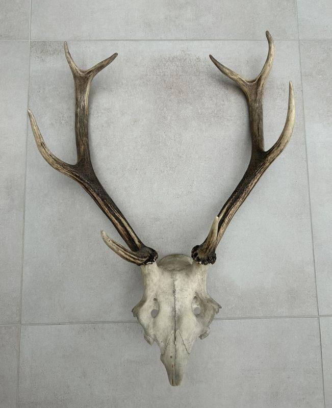 Hertengewei op schedel - gewei edelhert 47 cm, Ophalen of Verzenden, Gebruikt, Hert, Gewei of Kop