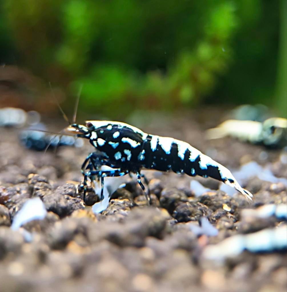 Galaxy fishbone garnalen, Dieren en Toebehoren, Vissen | Aquariumvissen, Kreeft, Krab of Garnaal