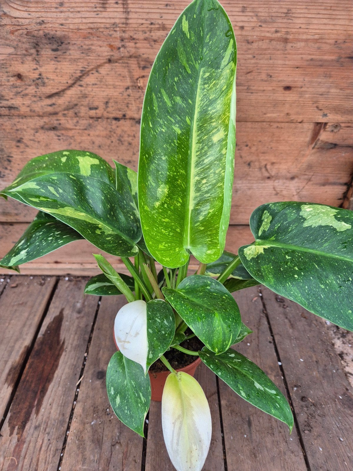 Philodendron Green Congo Variegata p12 (4), Ophalen of Verzenden, Halfschaduw, Minder dan 100 cm