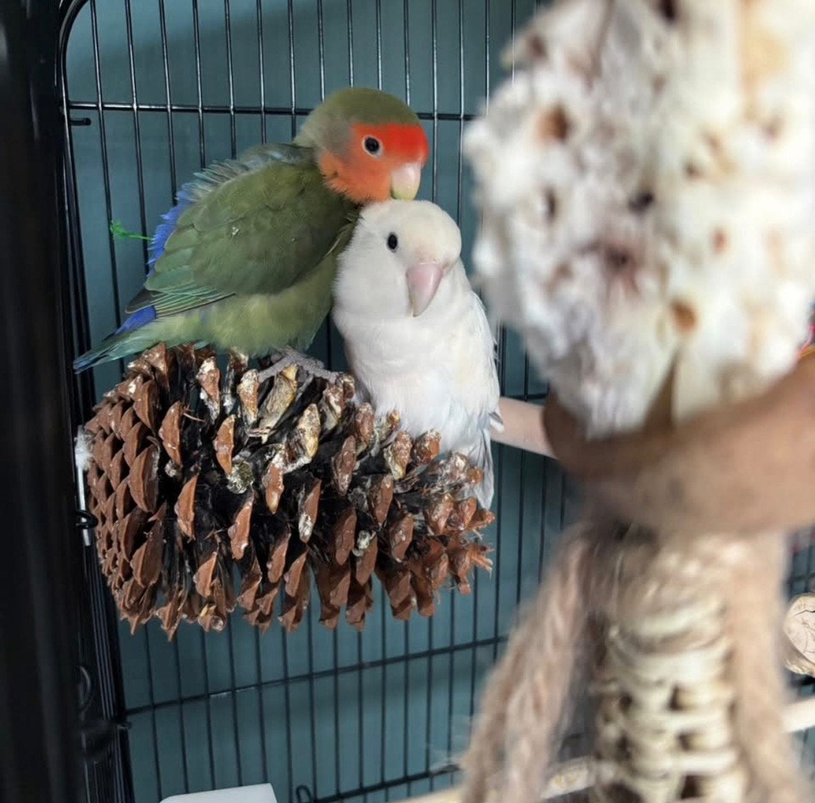 Lief paartje agapornide roseicollois te koop, Dieren en Toebehoren, Meerdere dieren, Tam