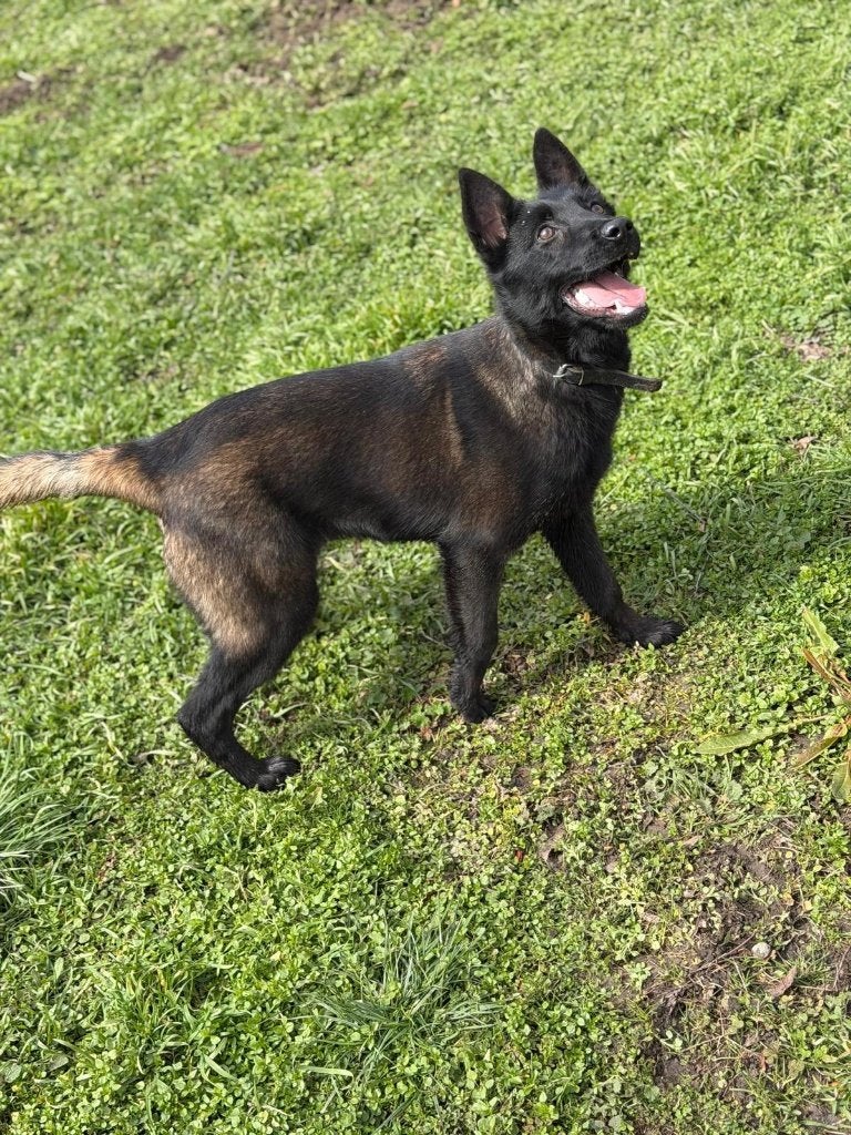 Belgische herder, Particulier, 15 weken tot 1 jaar, Buitenland, Pointer