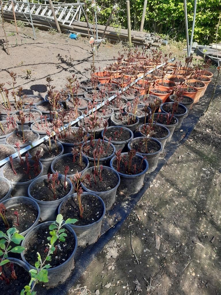 Pioenroos Sarah Bernhardt - Prachtige Roze Bloemen, Tuin en Terras, Planten | Tuinplanten, Overige soorten, Volle zon, Vaste plant