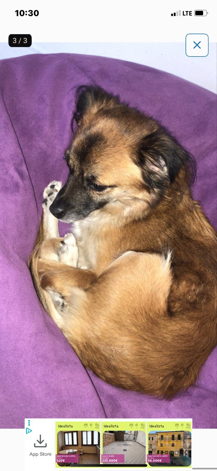 Hondoppas gezocht tussen 2 Juli t/m 2 Agustus, 6 jaar of ouder, Teef, Parvo, Eén hond