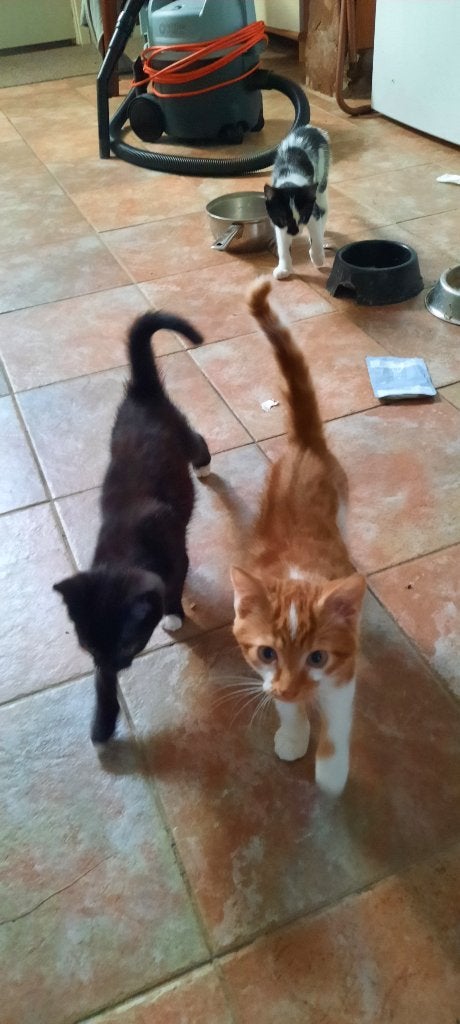 schattige kittens te koop, Meerdere dieren, Kortharig, 0 tot 2 jaar