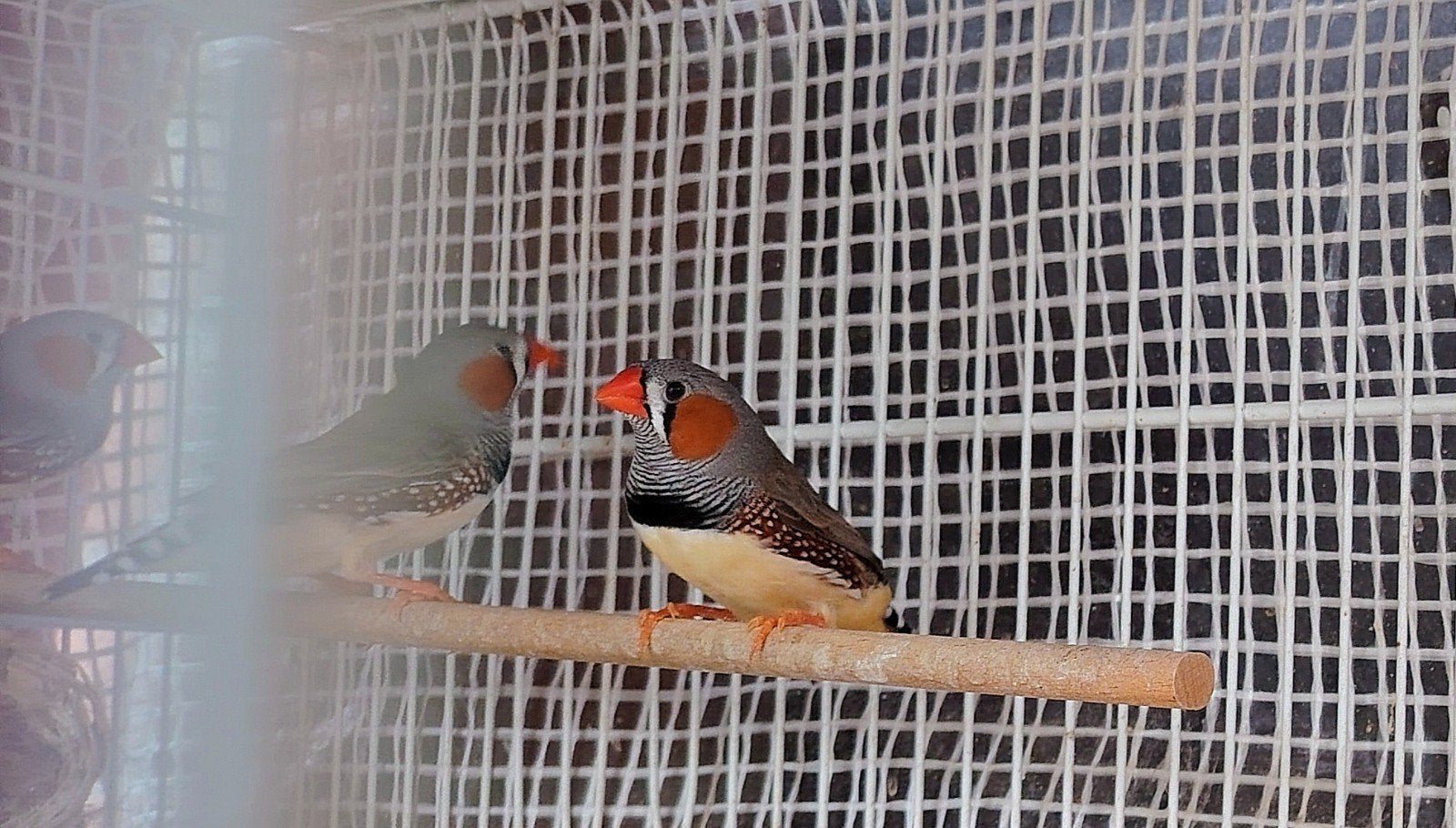 te koop jonge zebravinken van dit jaar..mannetjes,/vrouwtjes, Dieren en Toebehoren, Vogels | Overige Vogels, Meerdere dieren
