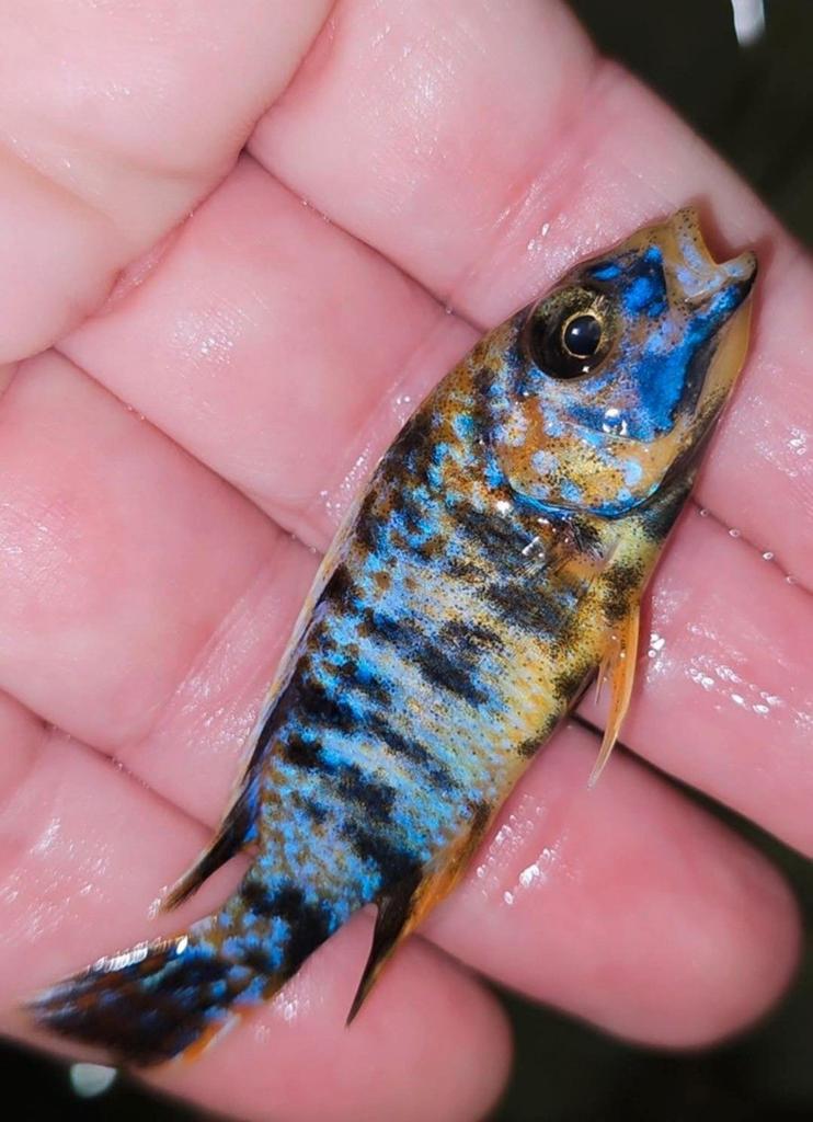 Heel nest pasgeboren Fryeri Galaxy, Dieren en Toebehoren, Vissen | Aquariumvissen, Vis