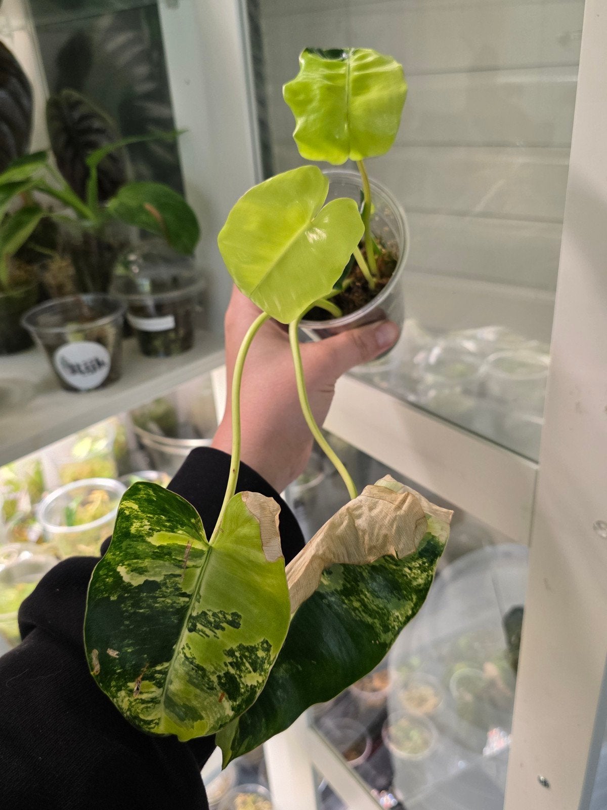 Philodendron burle marx flame, Ophalen of Verzenden, Halfschaduw, Minder dan 100 cm