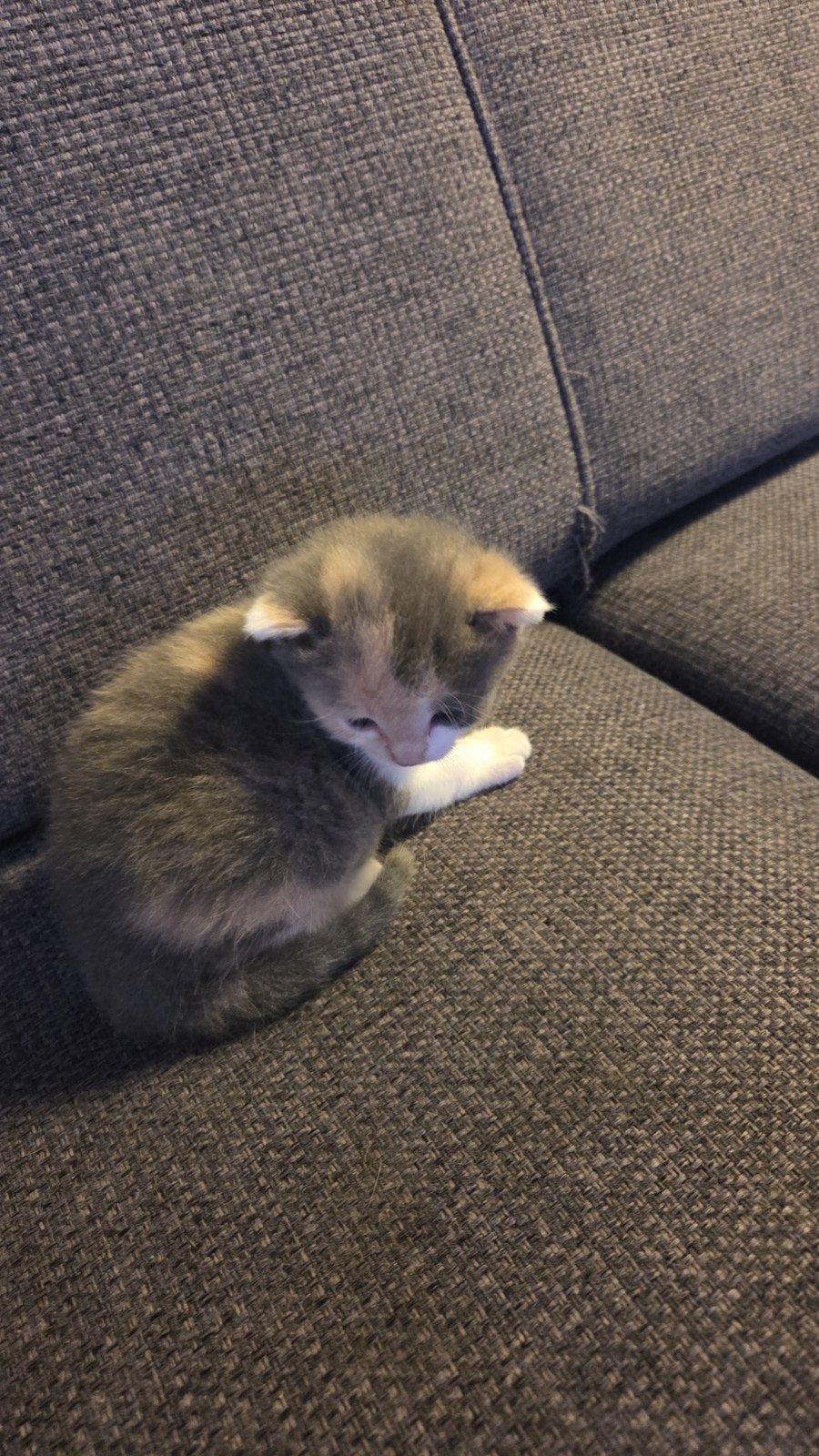 Kitten, Dieren en Toebehoren, Poes