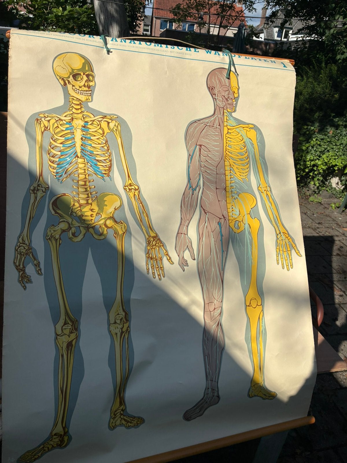 Schoolplaat.  Anatomie.  Menselijk lichaam, Antiek en Kunst, Ophalen of Verzenden, Natuur en Biologie